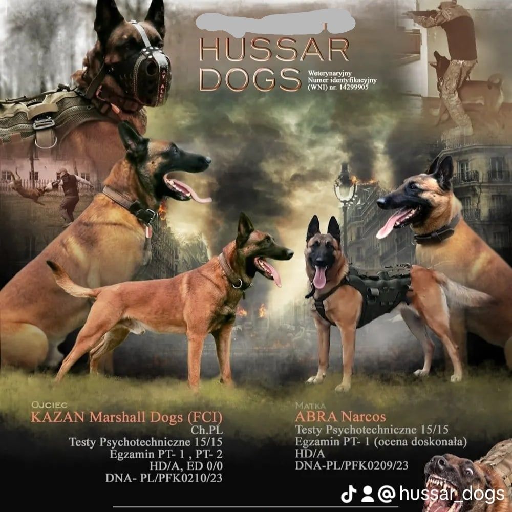 Owczarek belgijski Malinois