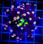 Euphylia Glabrescens Joker koralowiec akwarium morskie