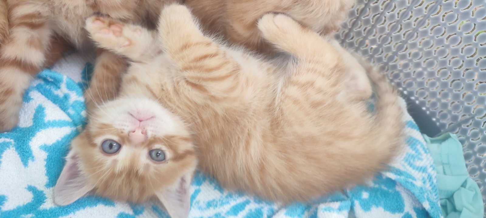 Котики у добрі руки