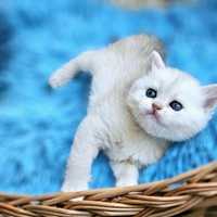 Золотая серебристая британская шиншилла котик котята