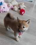 Shiba Inu suczka gotowa do odbioru