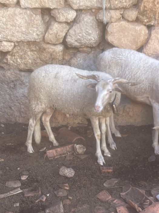 Borrego bordaleiro