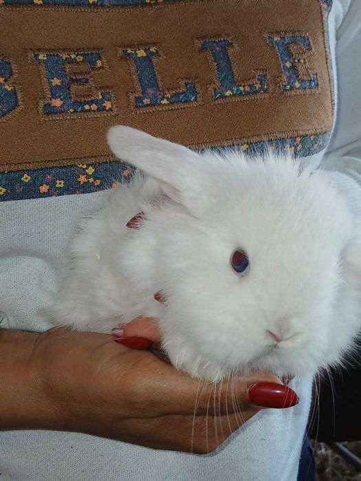 Mini Lop cor Branca, olhos azuis machos e fêmeas
