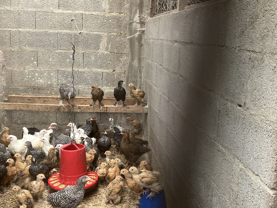 Pintos e frangos de varias raças