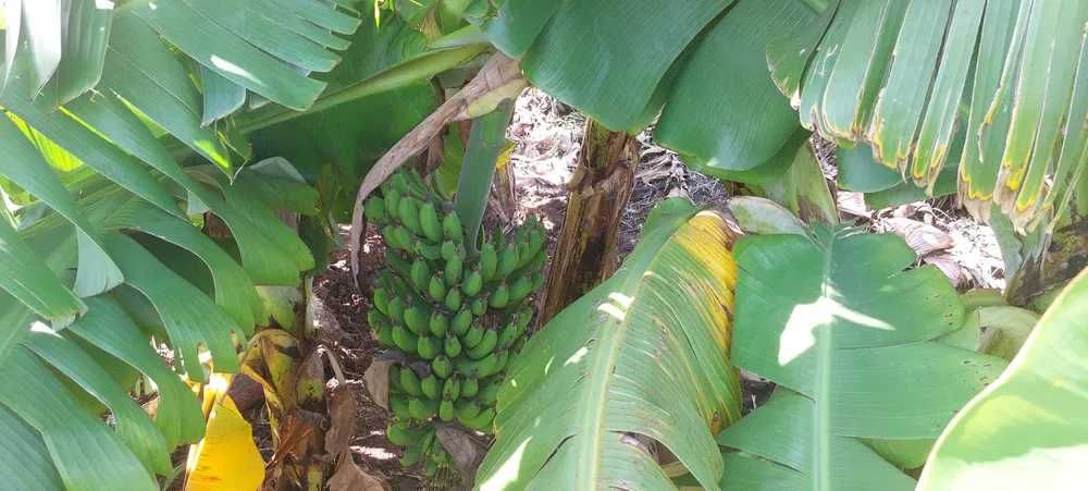 Bananeiras da Madeira Musa