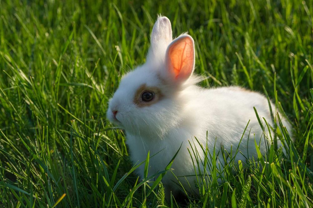 króliki lewki - miniaturki lwie