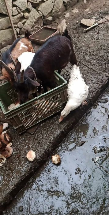 Cabritos e cabritas para vender