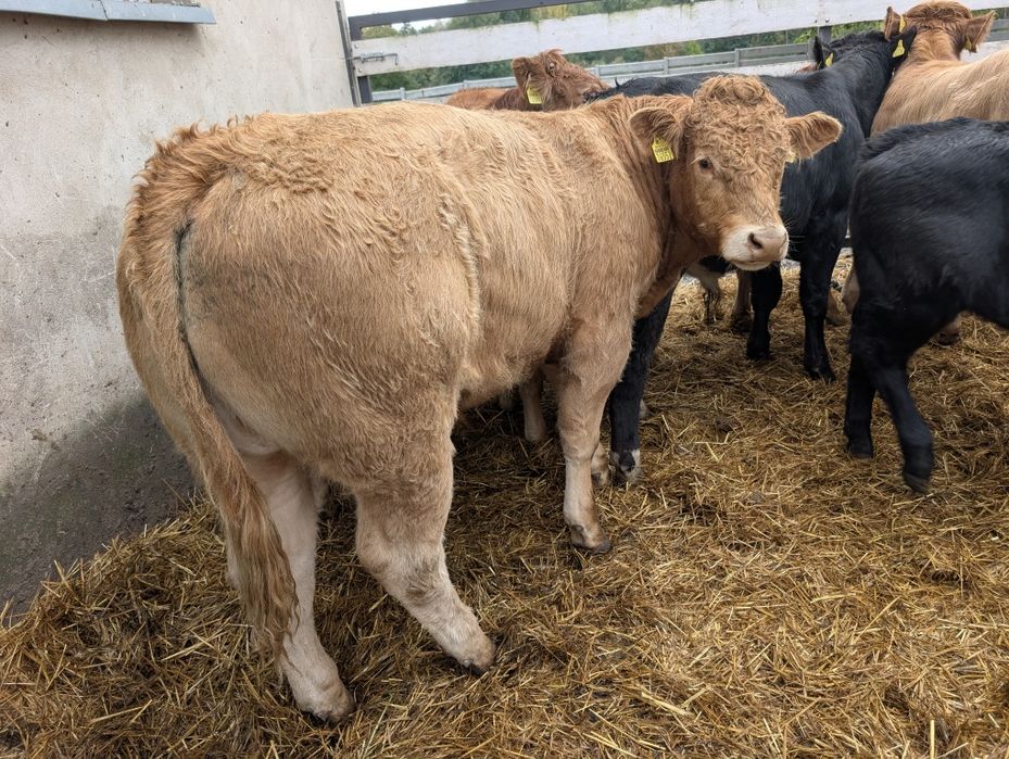 Sprzedam odsadki byczki i jałówki polskie duże ilość
