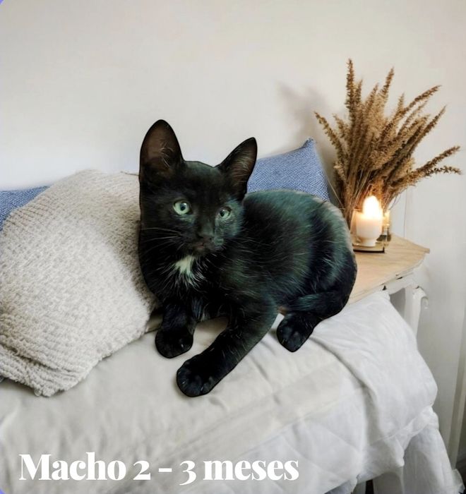 Gatinho bebé laranja para Adoção consciente.