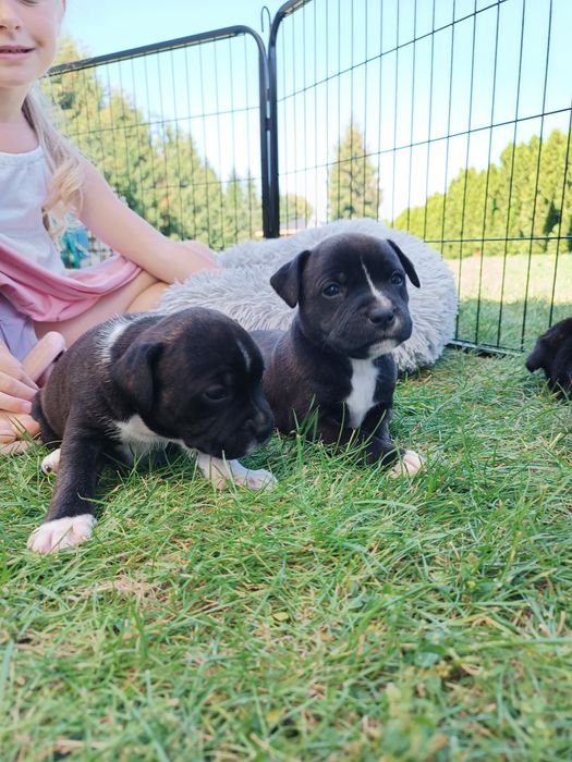 Piesek Staffordshire Bull terrier