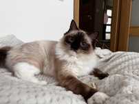 Ragdoll kotka ragdoll