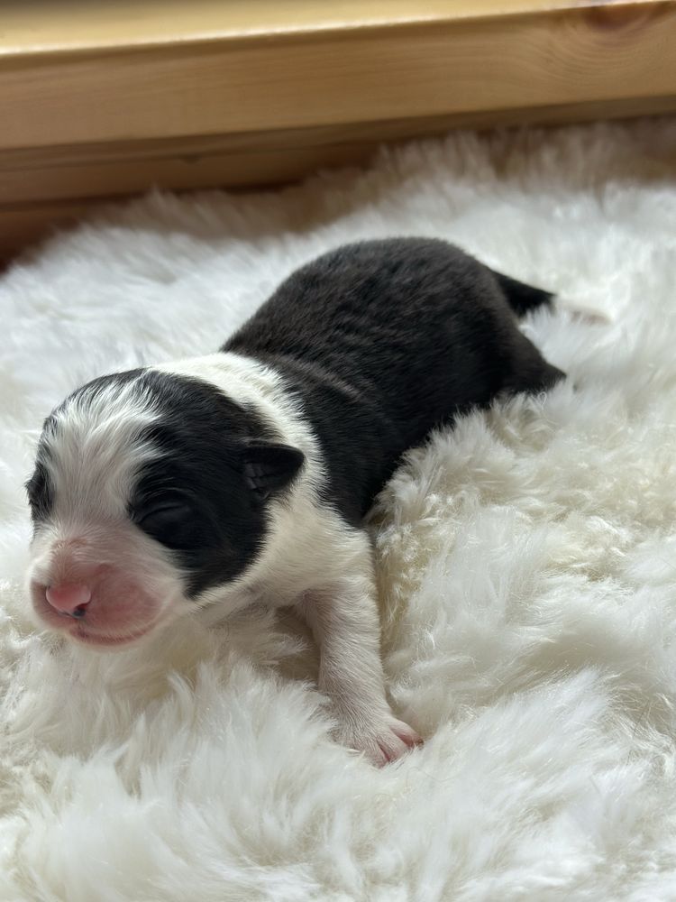 Cudny piesek border collie ZKwP FCI po MŁ.CHPL