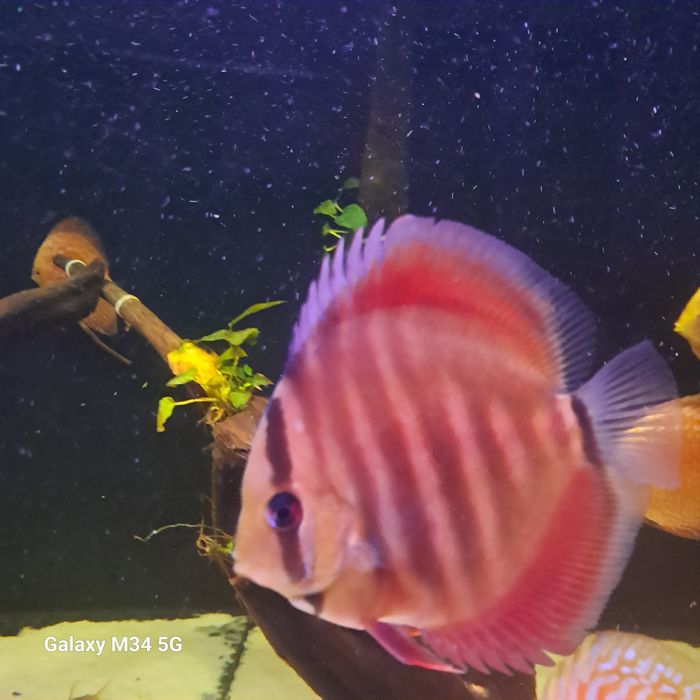 Paletki dyskowce red rose