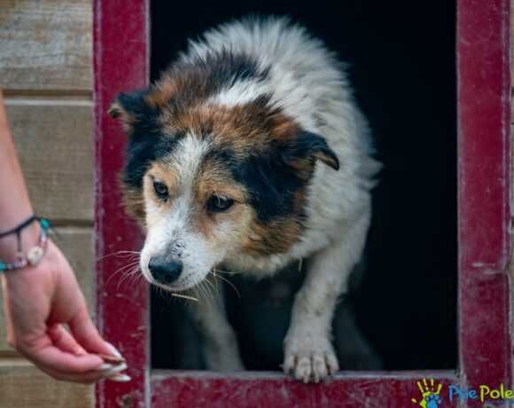 Starszy piesek CHULIGAN szuka nowego domku!