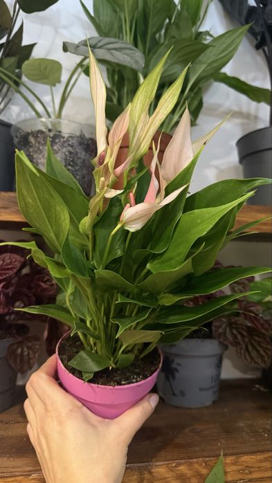 Антуріум Lilli епіпремнум сциндапсус алоказія