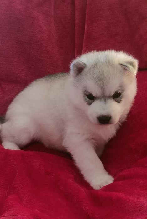 Szczenięta siberian husky najwyższej klasy ZKwP FCI