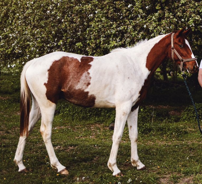 Sprzedam srokatego wałacha