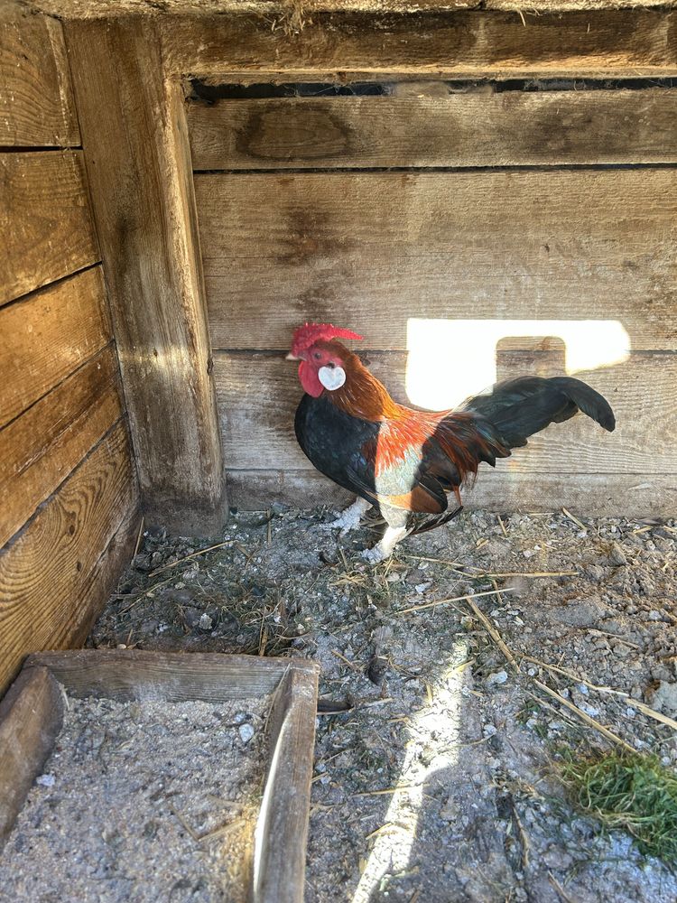 Sprzedam kogucika