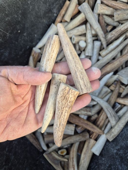 Cena za 5 szt Poroze losia końcówki poroze rogi los lita kość