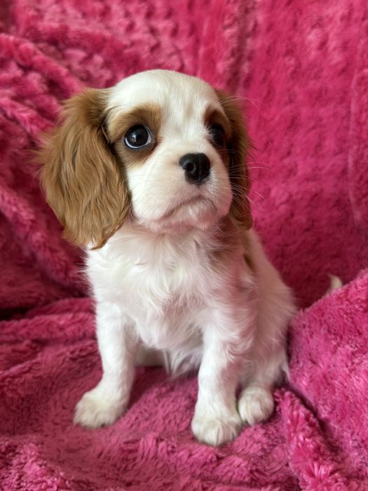 Piesek- Cavalier  King Charles Spaniel