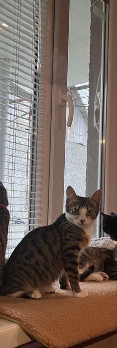 Ласковый мальчик ищет семью