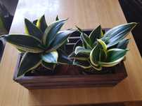 Sansevieria Golden Hahnii- kwiatek doniczkowy.