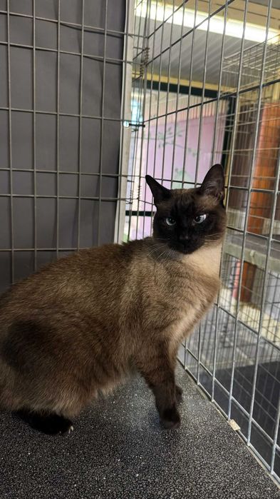 Várias gatinhas para adopção