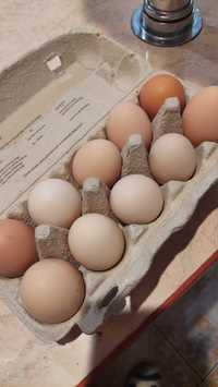 Wiejskie jajka od kurek z własnego chowu