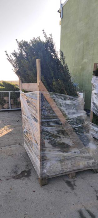 Cis HICKSI/HILLI 50-70cm doniczka/grunt/juta/taxus/bez owoców/żywopłot