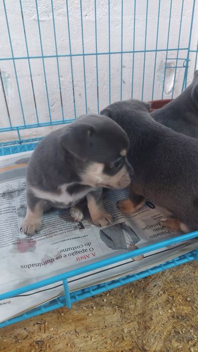 Lindomenino chihuahua