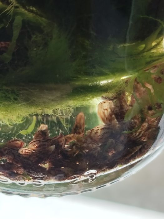 Kolonia Ślimakòw  świderkòw szuka pracy w akwarium