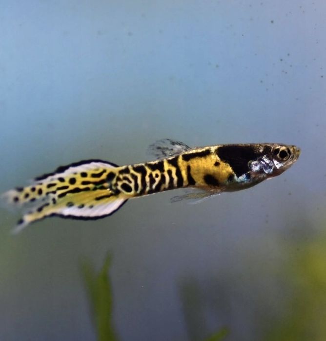 Gupik Endlera Tiger Cobra Yellow