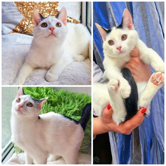 Милый котенок Каспер  ищет дом!