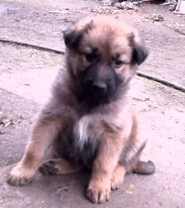 Щенята, собачки,