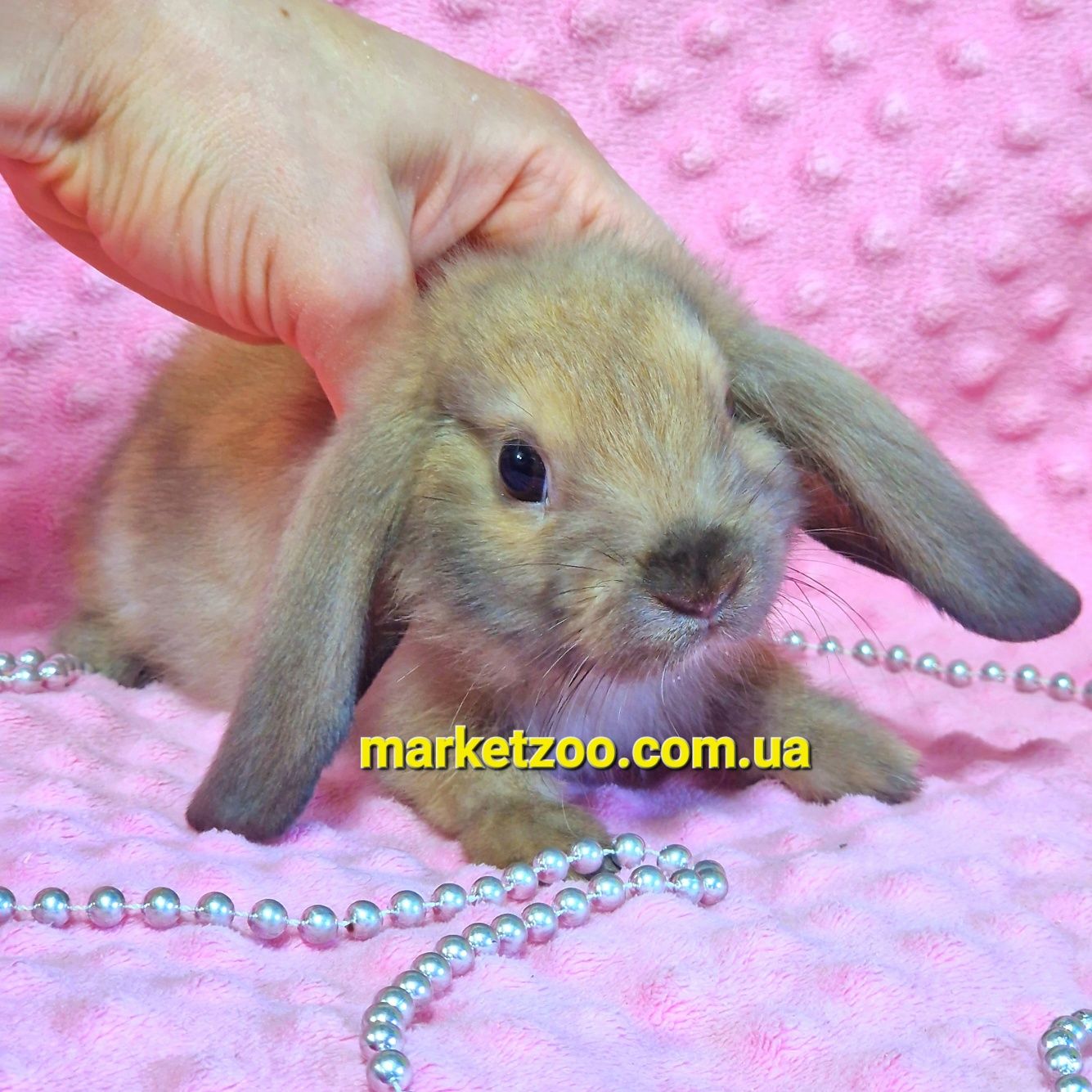 Мини мiнi кролик,карликовые кролики mini lop,висловухий вислоухий бара