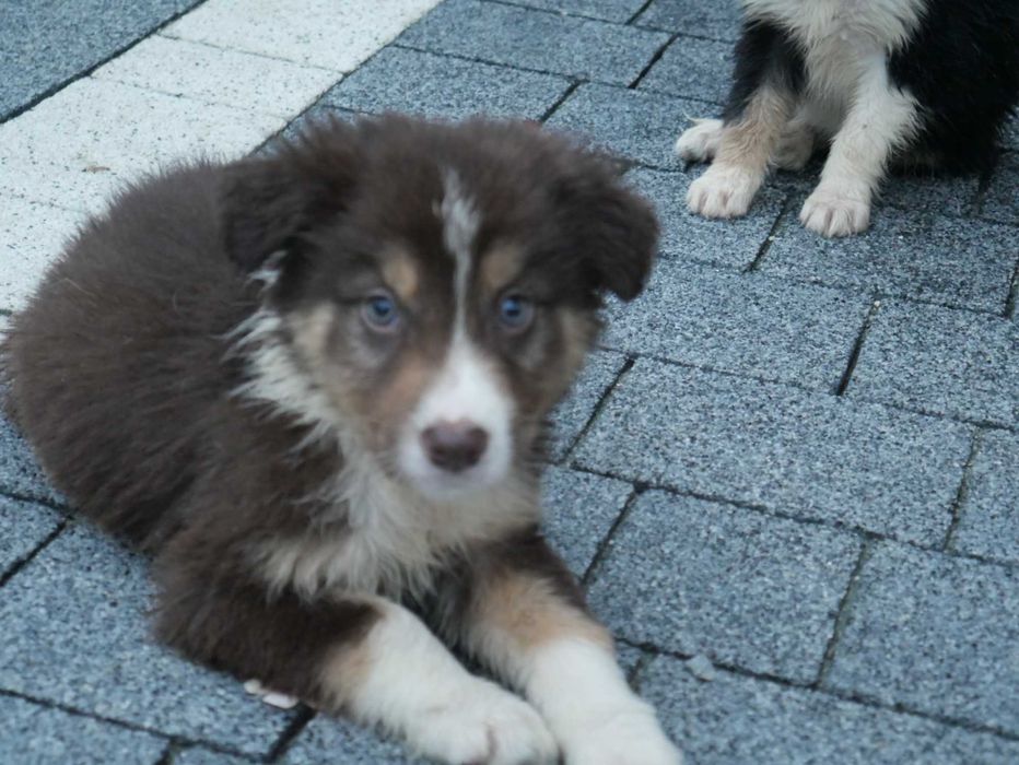 Border collie -czekoladowy