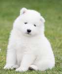 Samojed szczenię suczka samoyed