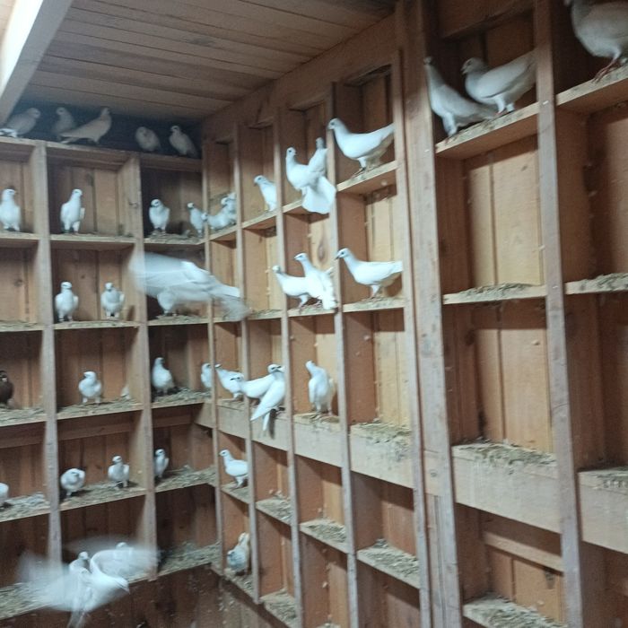 Jasne pasiaki wyszwance