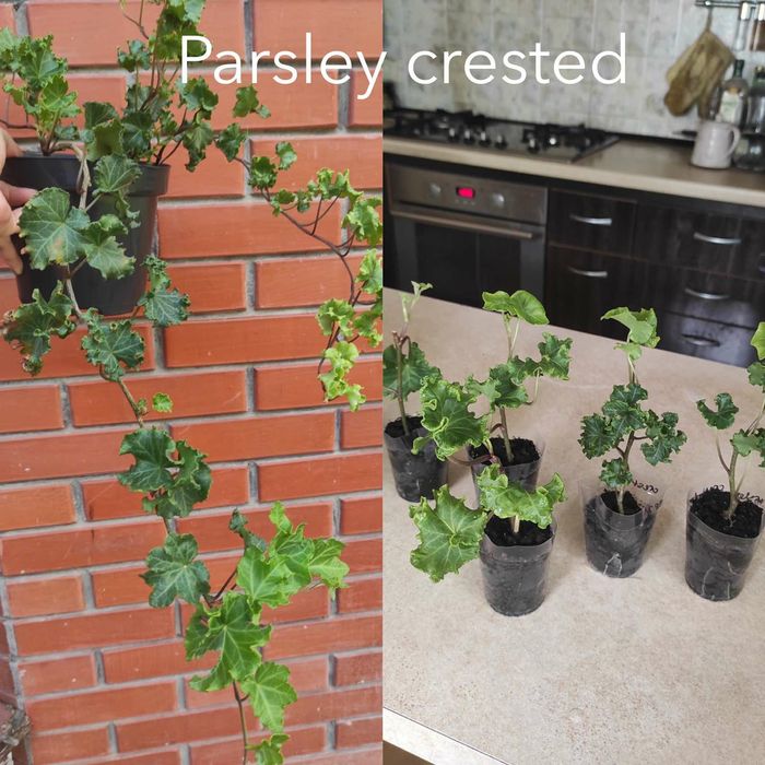 Плющ кімнатний та вуличний 12 сортів