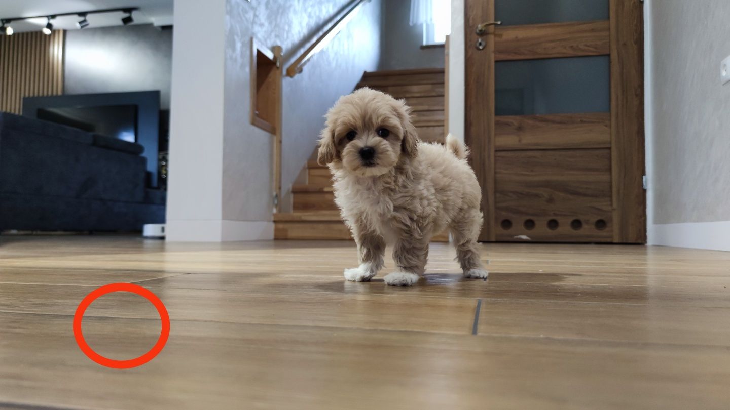 Maltipoo maltipoo