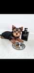 Piesek yorkshire terrier