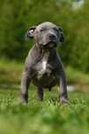 American Bully XL Okazja!