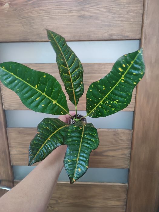 Продам домашні Кротони