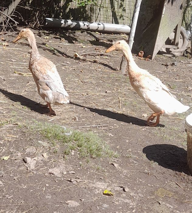 Kaczki Biegusa Indyjskiego