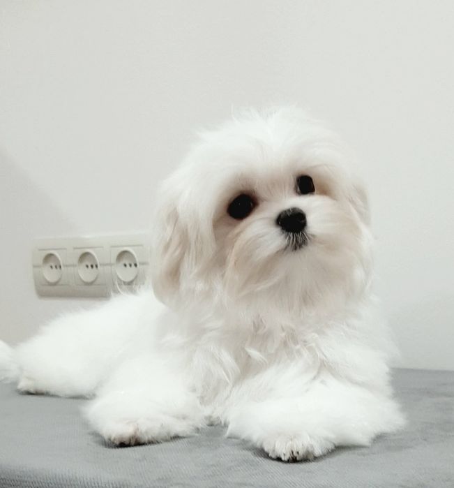 Бебі-фейс, з чипом повне щеп-я, клубні з документами