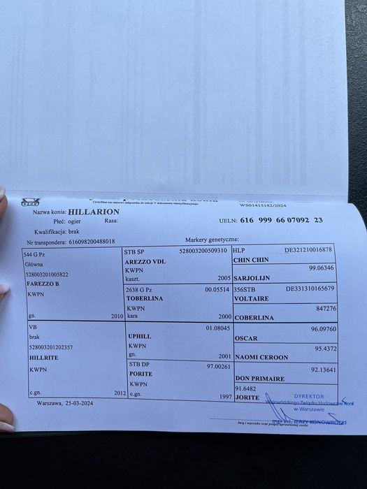 Koń sp walach skoki kwpn