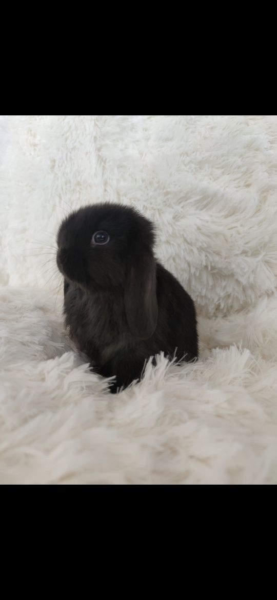 Króliczki miniaturki rasy Mini lop.