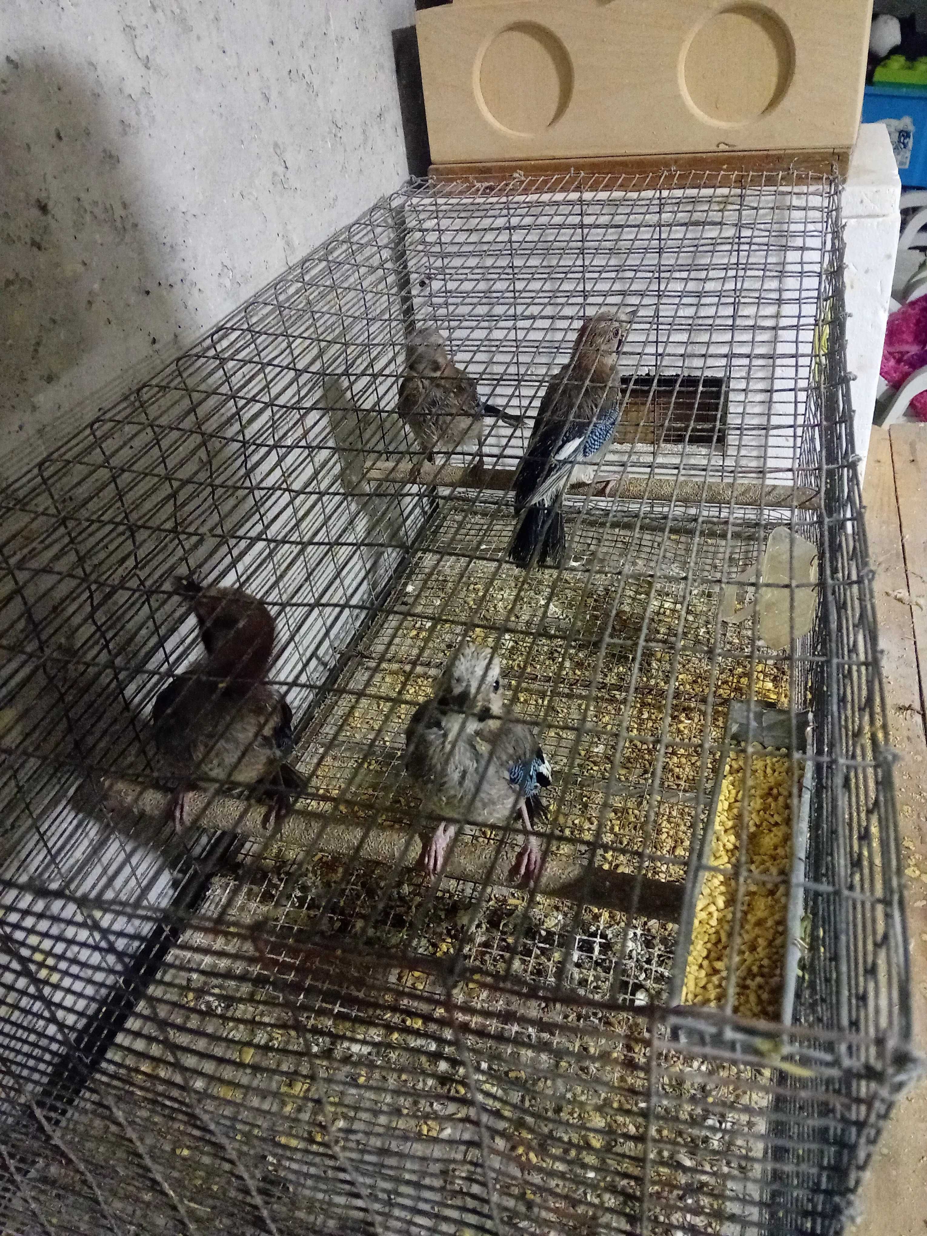 Aves para ceder ou trocar por outras aves