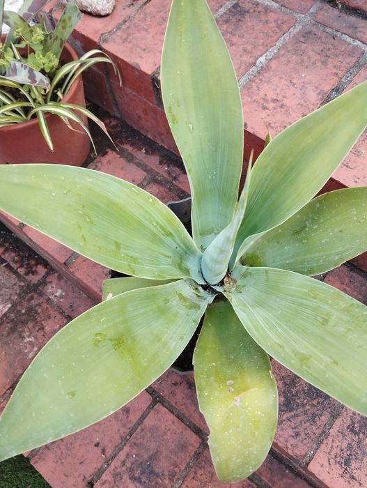 Agaves de vários tamanhos
