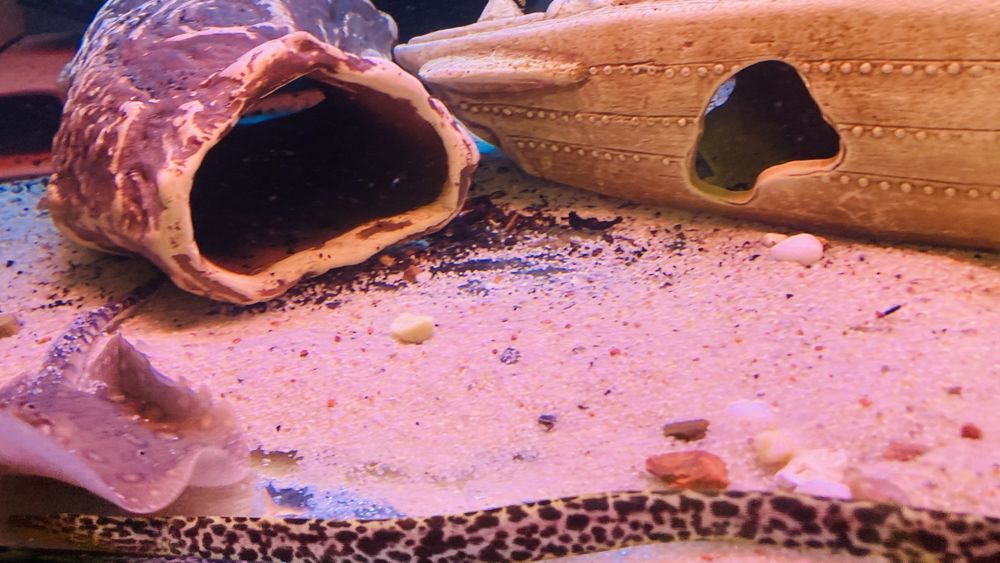 TABU murena tygrysia Gymnothorax poluranodon Warszawa